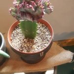 FP Cactus