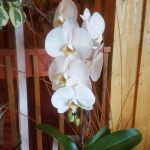 FP Orchid