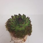 FP Succulent